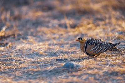 Close-up of bird on land