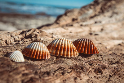 Close-up of seashell on sand at beach