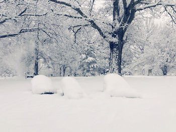 Snow covered land and trees