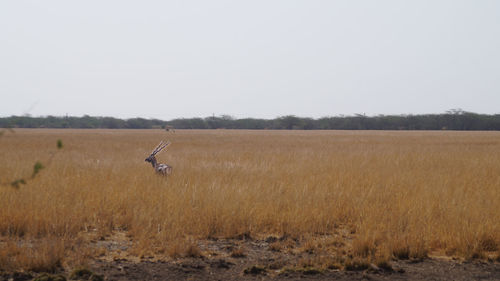 Scenic view of field against clear sky