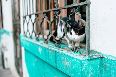 Cat looking through railing