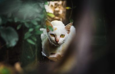 Portrait of white cat