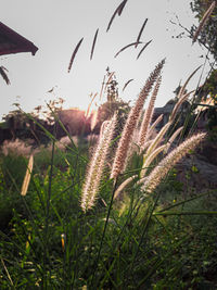 Close-up of stalks in field against sky