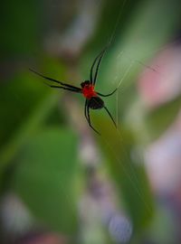 Close-up of insect on leaf
