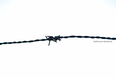 Close-up of barbed wire against white background