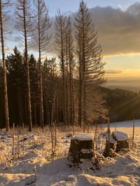 Trees on snow covered field against sky during sunset