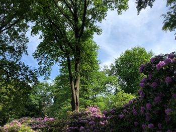 Low angle view of flowering trees in park against sky