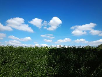 Plants growing on land against sky