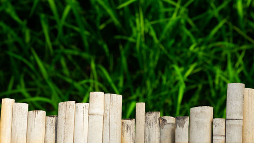 Close-up of wooden fence against plants