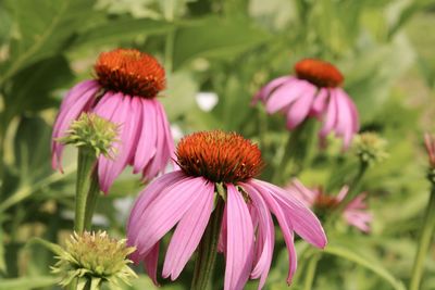 Close-up of pink flowering plant