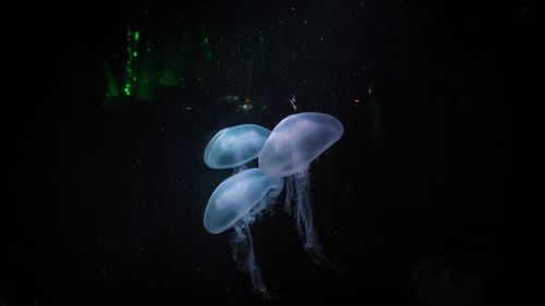 Jellyfish swimming in sea