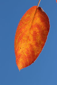 Close-up of orange leaf against clear sky