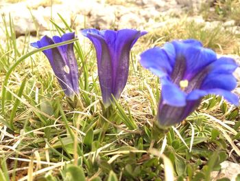 Close-up of purple flowers blooming in field