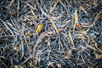 Full frame shot of dry twigs on field