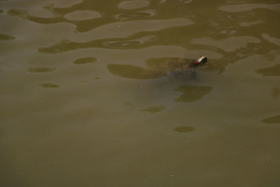 High angle view of duck swimming in lake