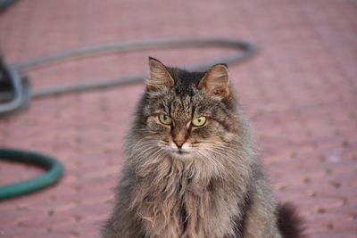 High angle portrait of cat relaxing outdoors