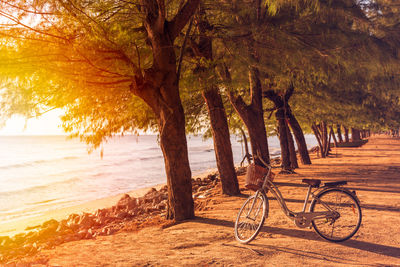 Bicycle by tree on beach