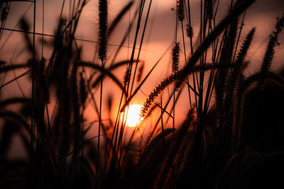 Close-up of stalks in field against sunset sky