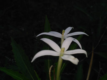 Close-up of white flowering plant