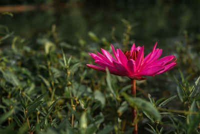 Close-up of pink flower