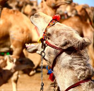 Camel's market