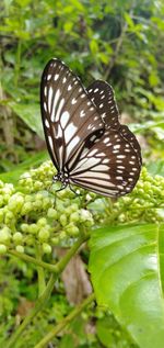 Close-up of butterfly on leaf