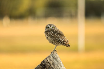 Owl staring at the camera