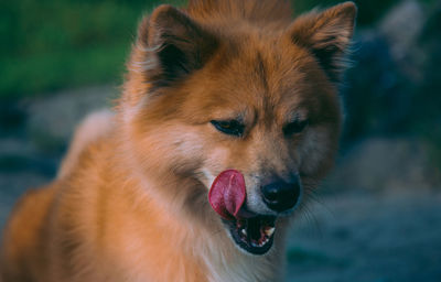 Close-up of dog sticking out tongue outdoors