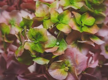 Close-up of red flowering plant leaves