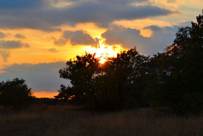 Silhouette of trees on landscape at sunset