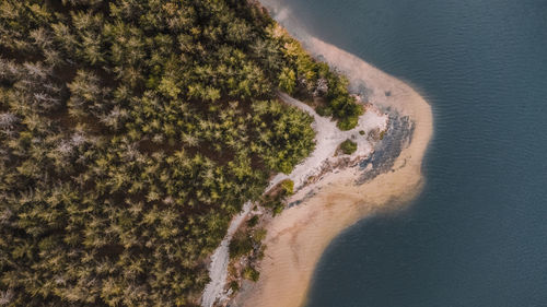 High angle view of trees by sea