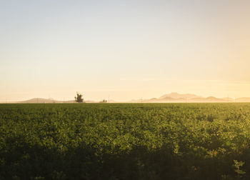 Scenic view of agricultural field against clear sky