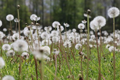 Close-up of white flowers