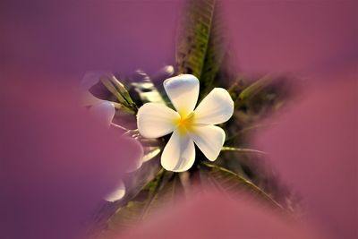 Close-up of white flower