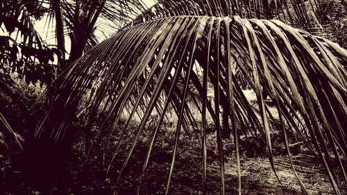 Close-up of palm leaf