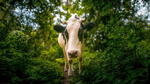 Close-up of a goat