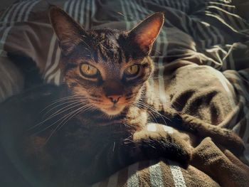 Close-up portrait of a cat