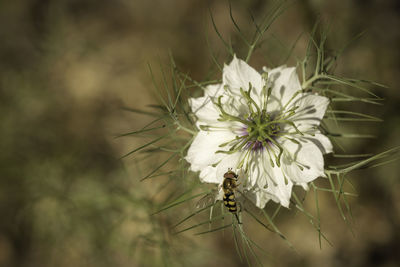 Close-up of insect on white flower