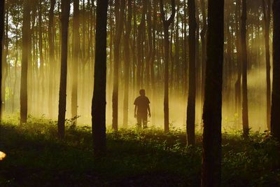 Rear view of man walking at forest