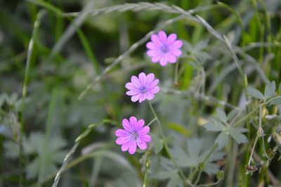 Close-up of pink flowering plant