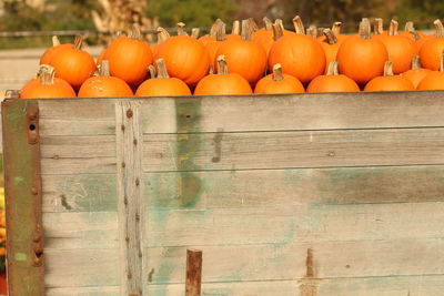 Close-up of pumpkin