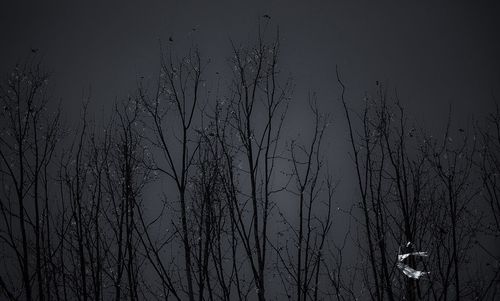 Scenic view of silhouette bare trees against sky at night