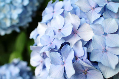 Close-up of fresh white hydrangeas