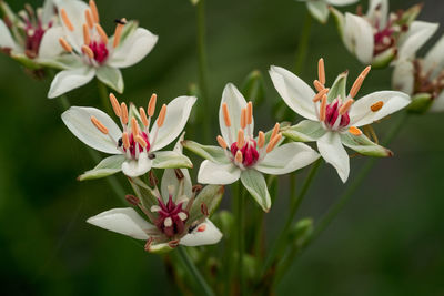 Close-up of white flowering plant