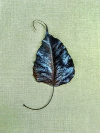 High angle view of dried leaf on table