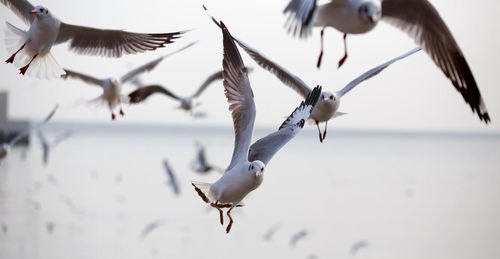 Seagulls flying