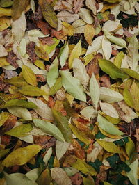 High angle view of leaves fallen on field