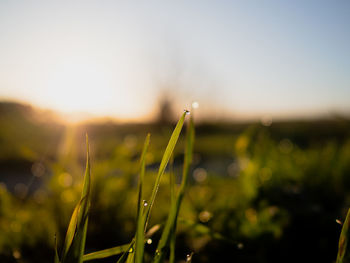 Close-up of plant growing on field