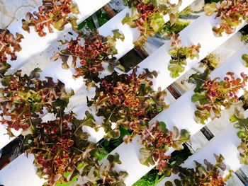 High angle view of chopped plant against white wall