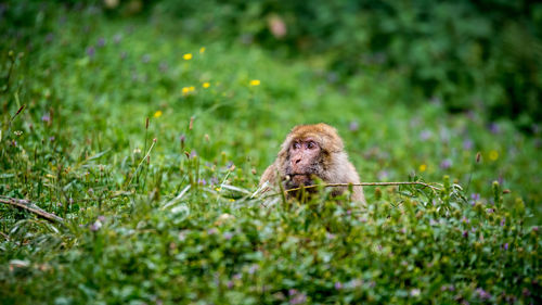 Monkey amidst plants on field